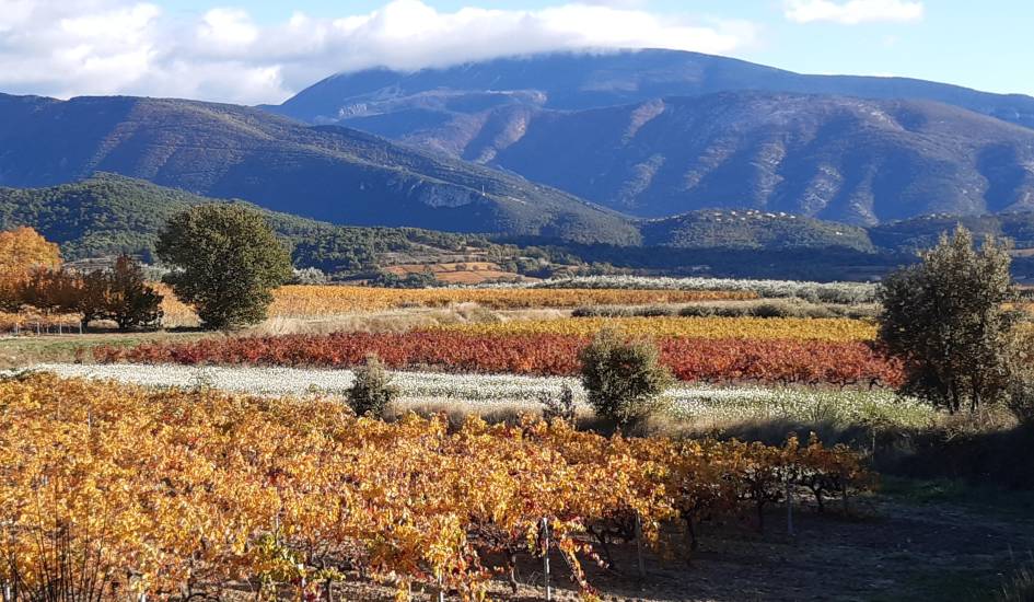 Appellations protégées et développement durable